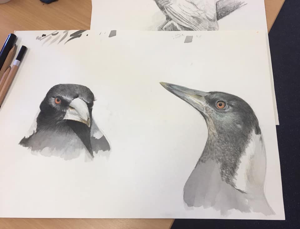 The Art of Drawing Birds